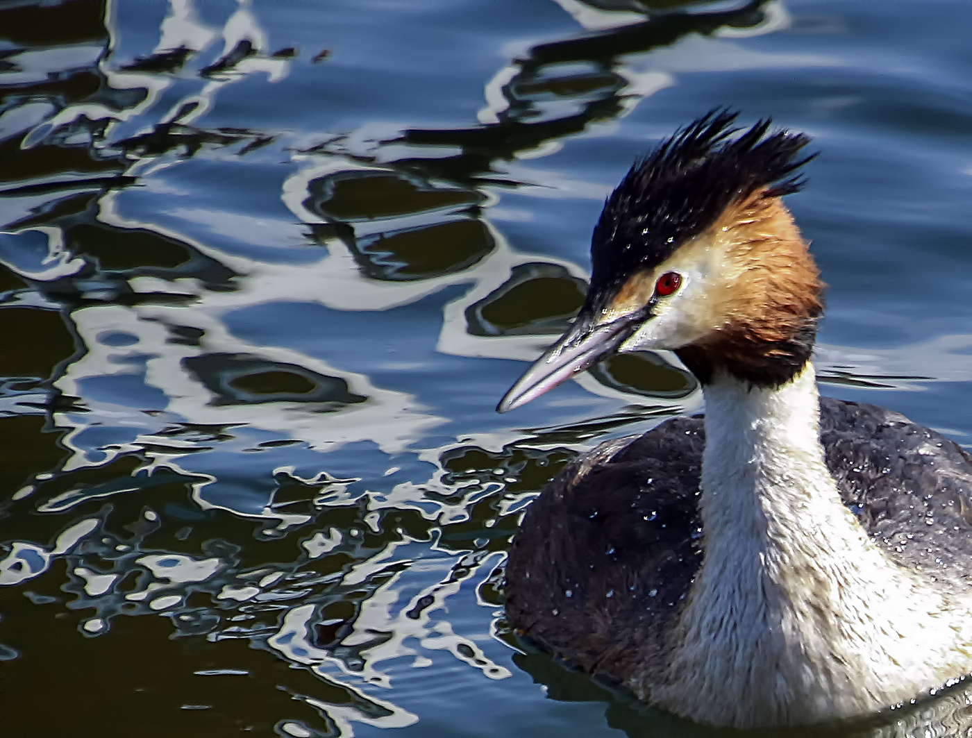 Большая поганка