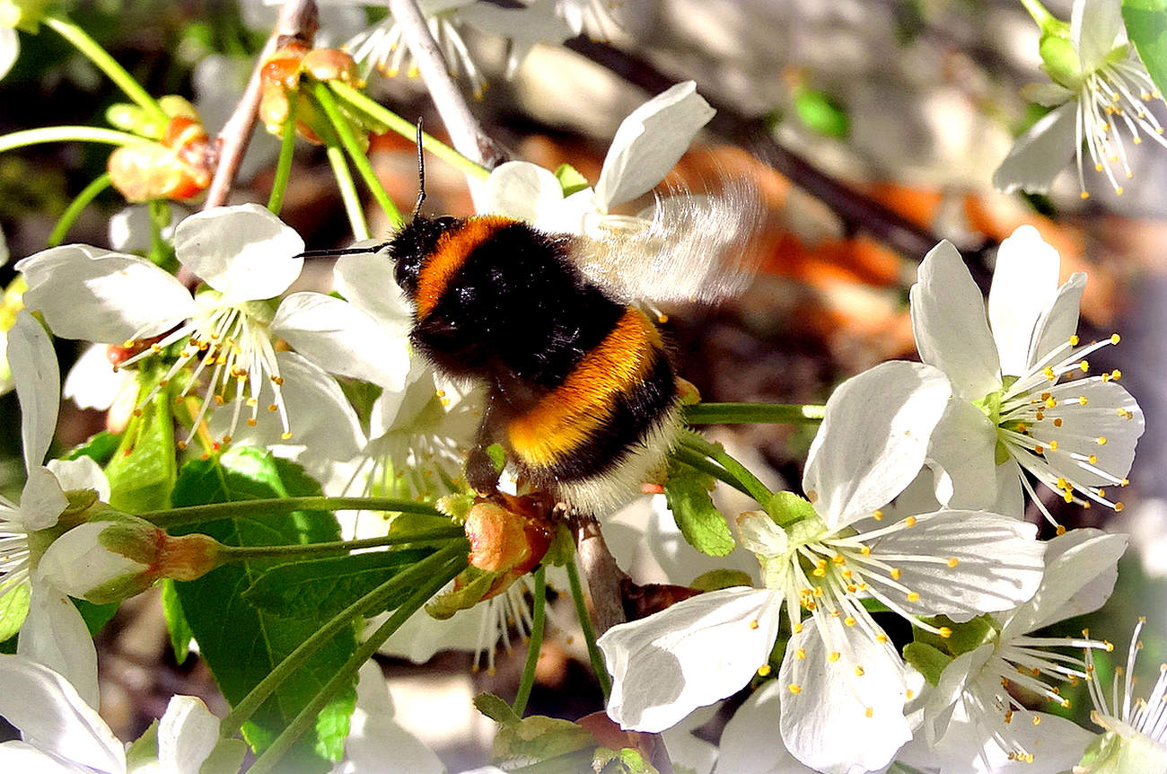 Шмель кружится над цветком –аромат его привлёк