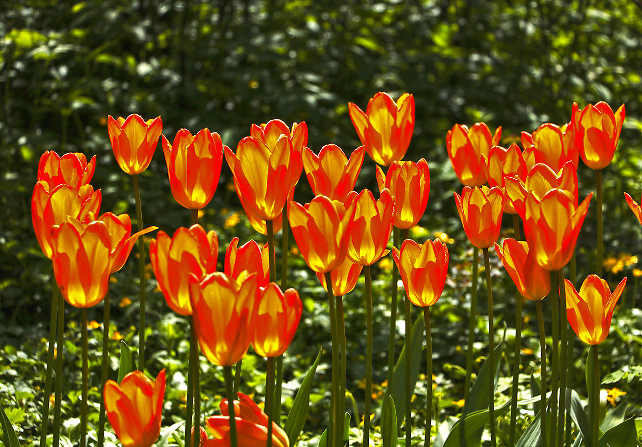 С Первомаем!
