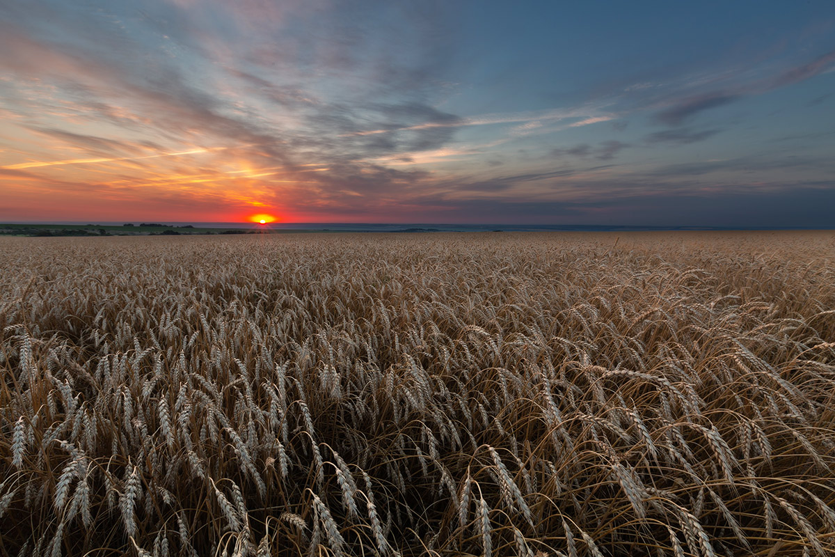 Пшеничное утро