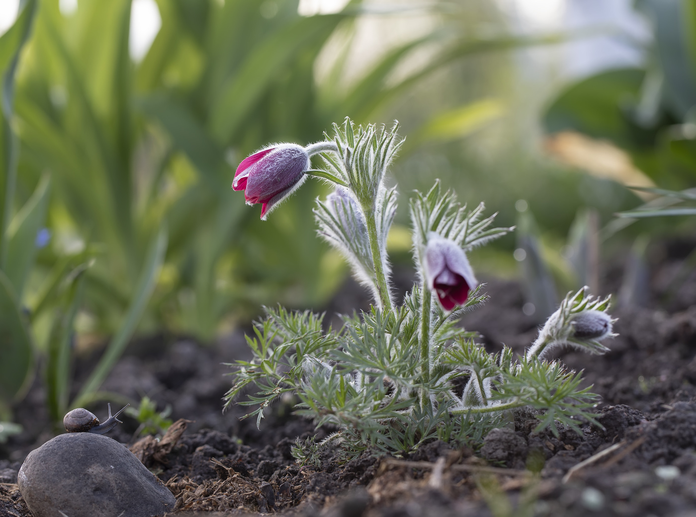 Сон-трава...