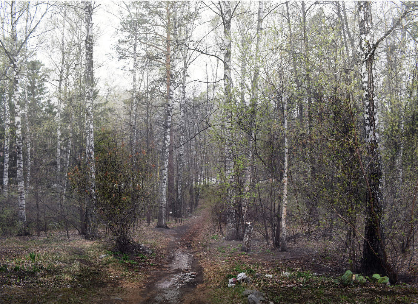 Май. Туманное утро.