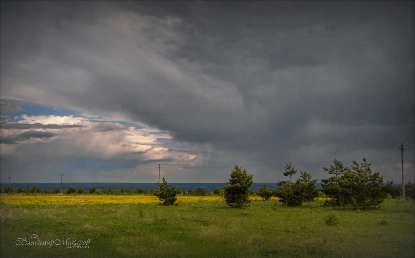 "Май. Полоса дождя над желтыми одуванчиками"©