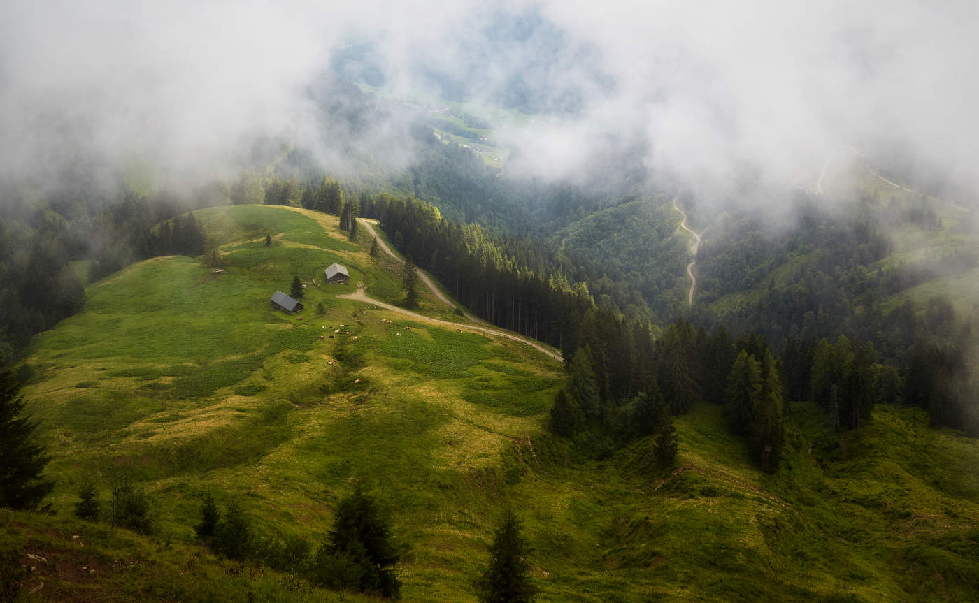 "33 коровы" (с)