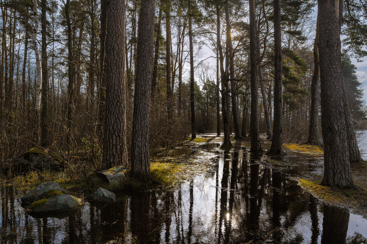 В Карельском лесу. Апрель.