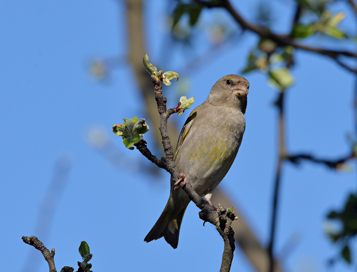 Зеленушка(самка)
