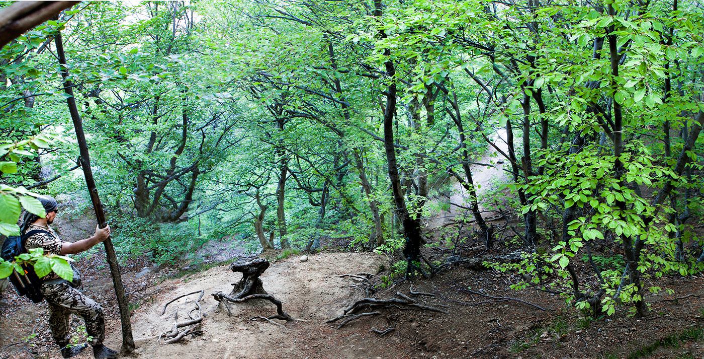 Весенняя зелень На Демерджи