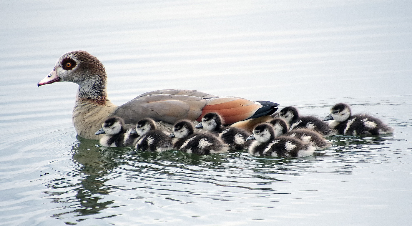 Семейка нильских