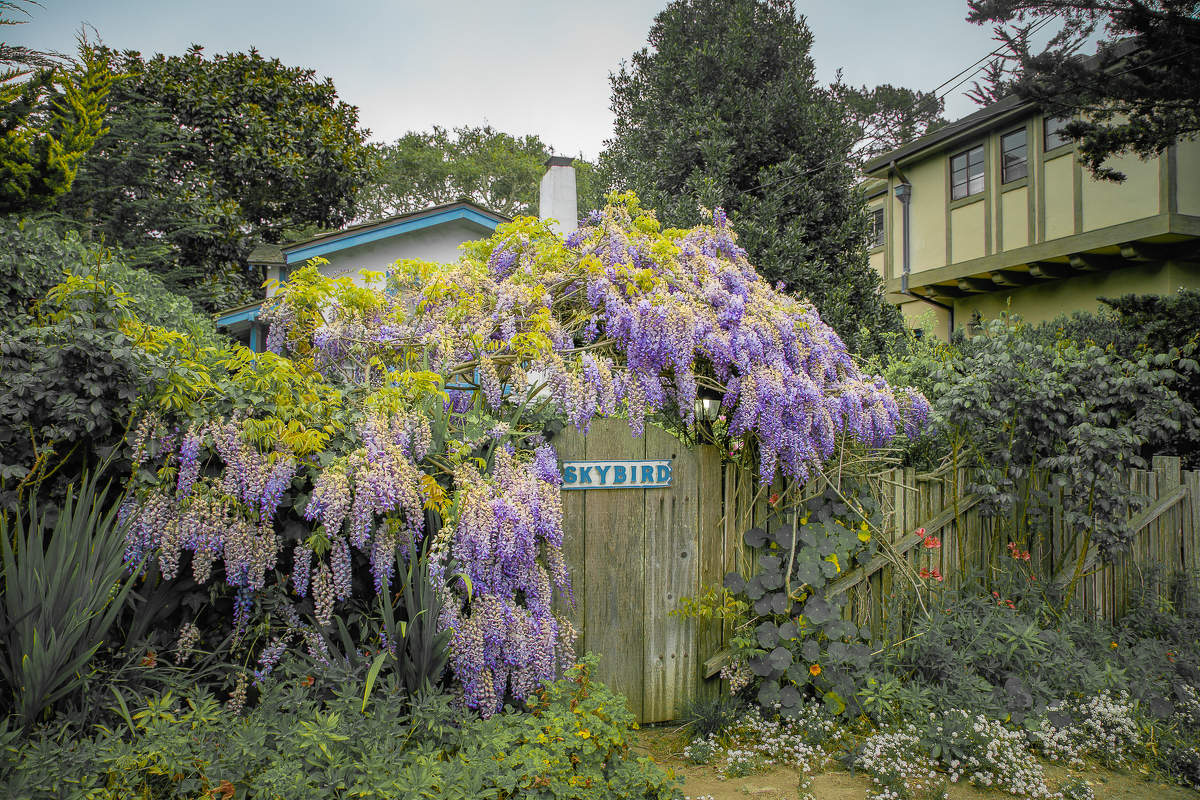 Ласково цветёт глициния....
