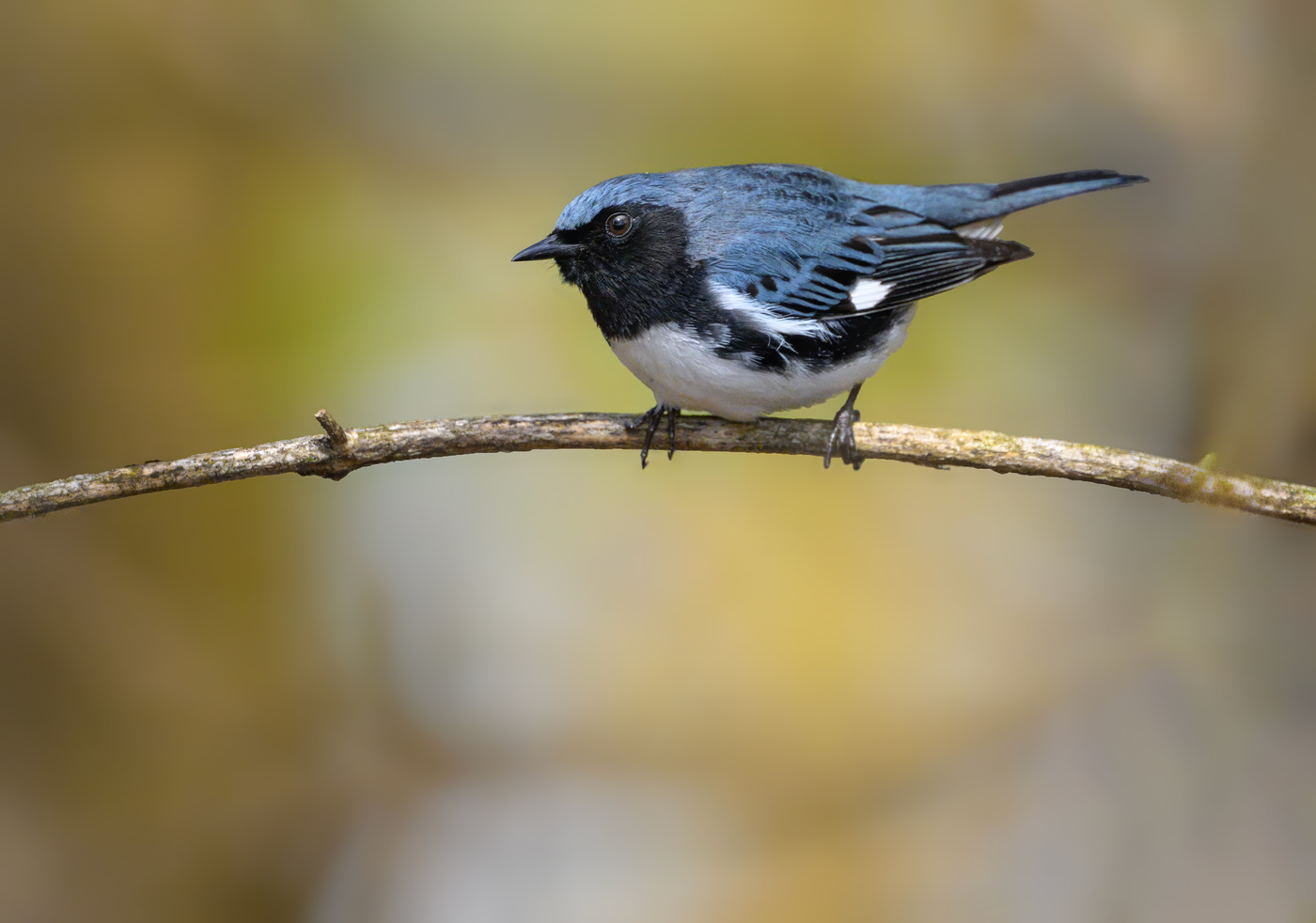 Black-throated blue warbler