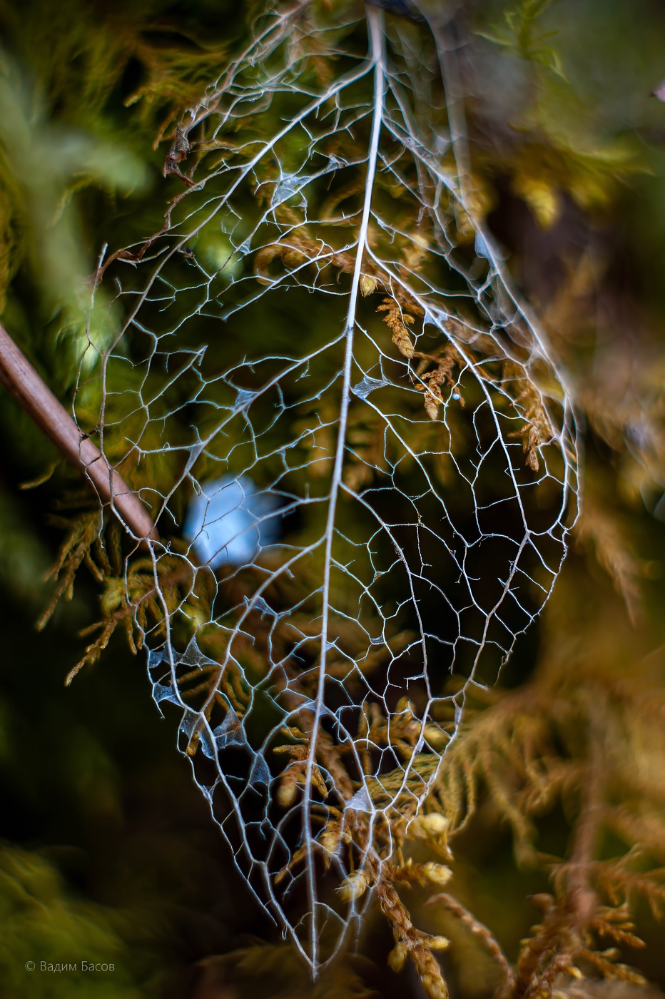 Матушка-природа крючком вязала!