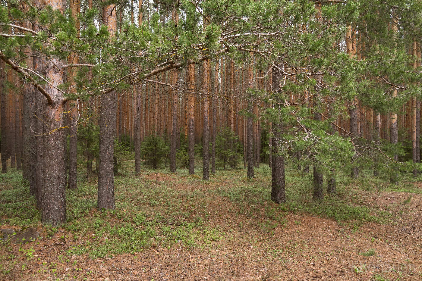 Вятский лес