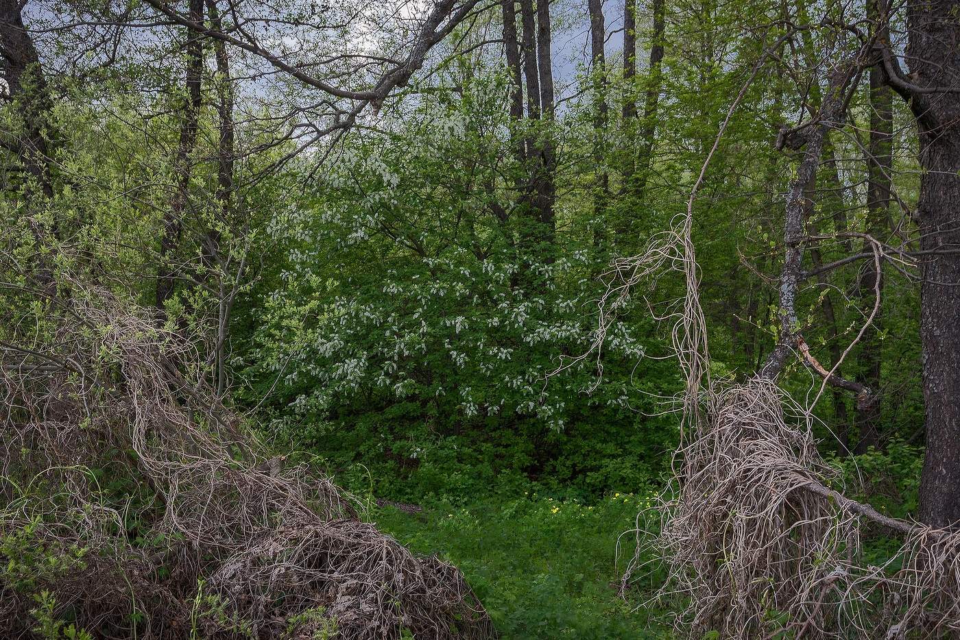 Весенний лес...