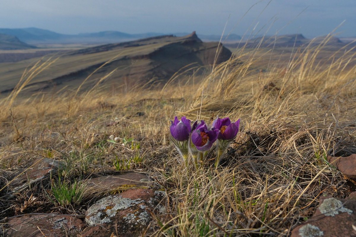 Весеннее цветение подснежников.