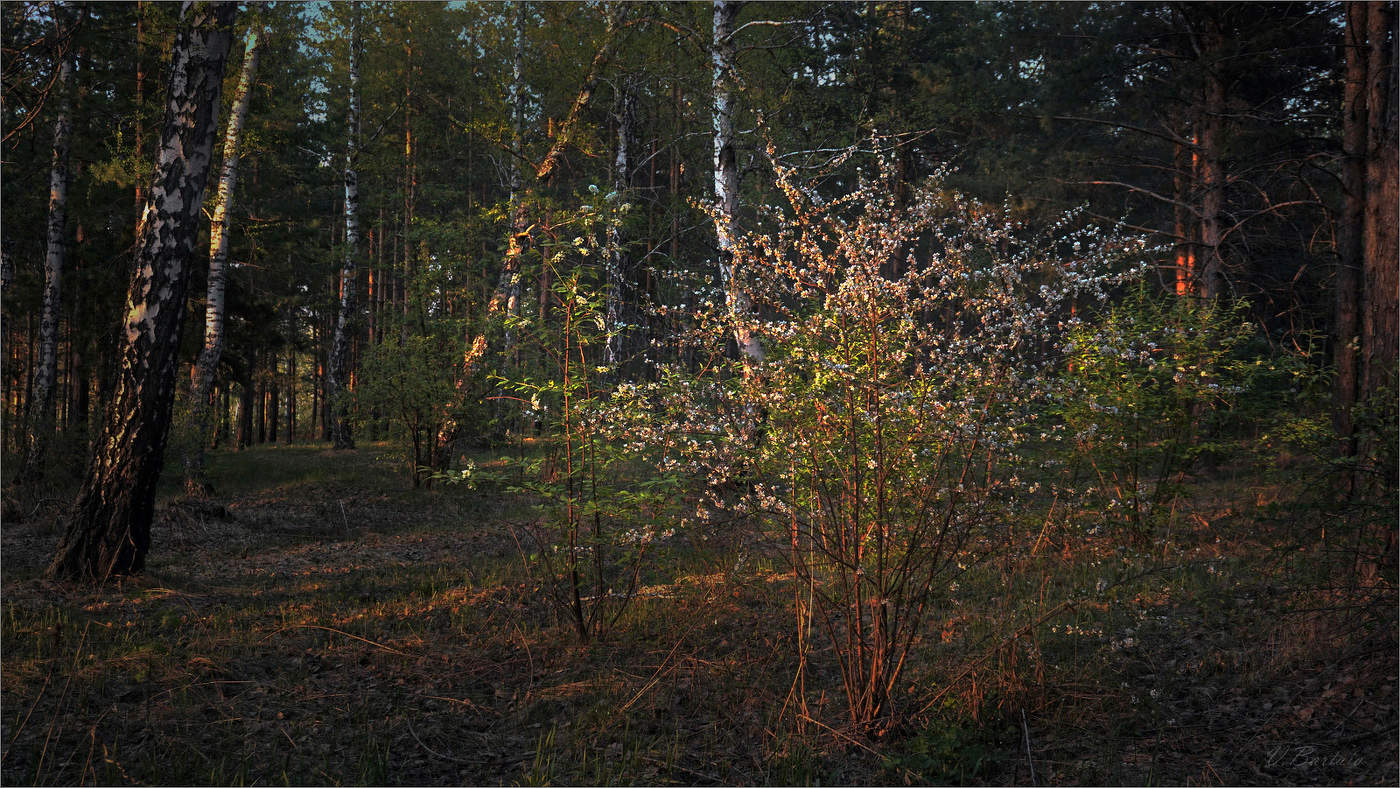 В лесу весеннем