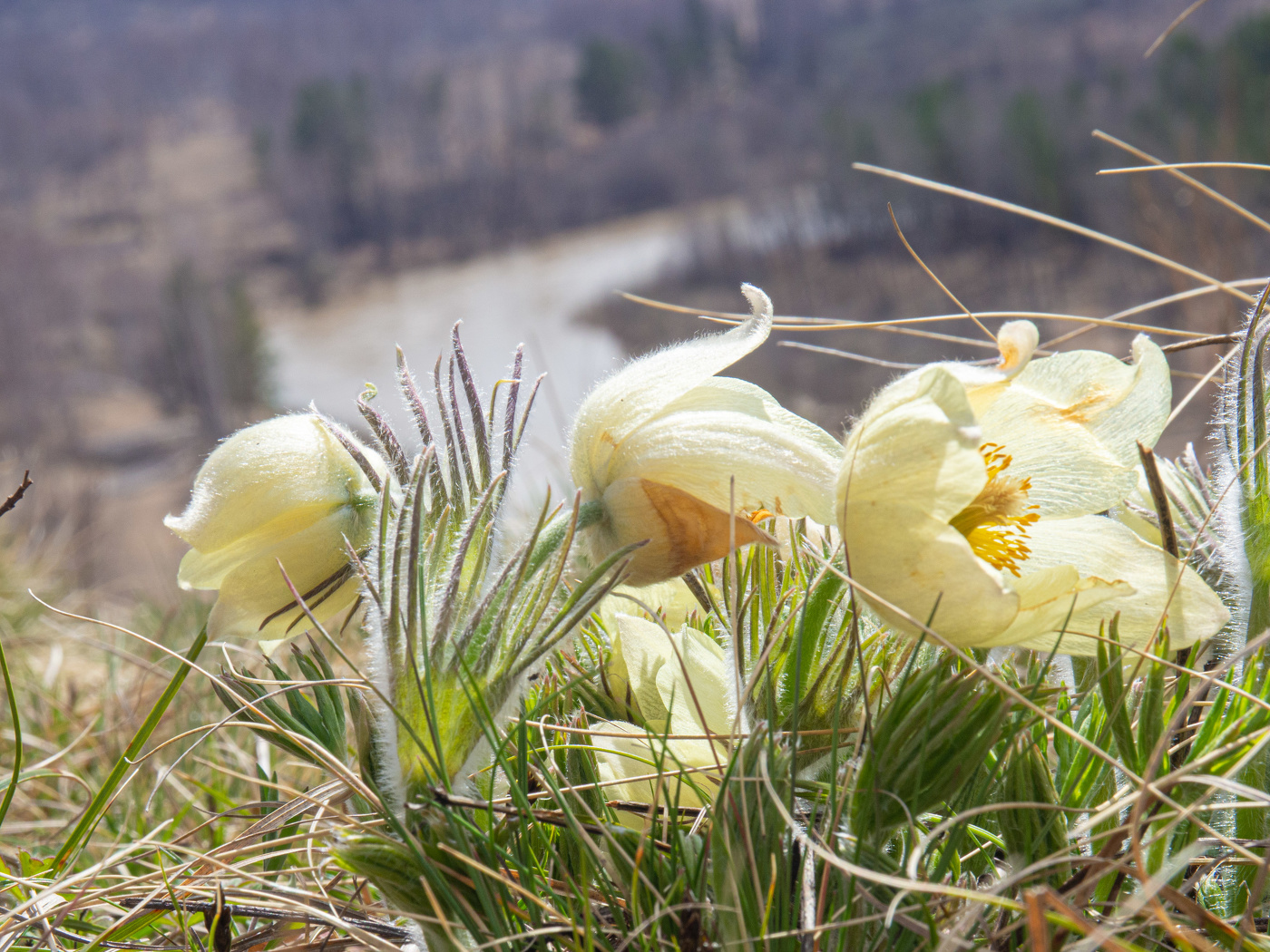 Первые весенние
