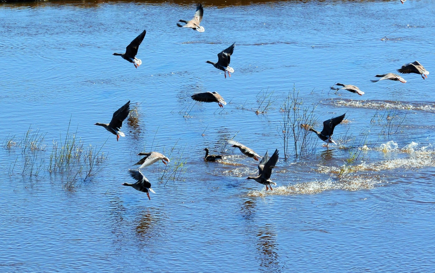 Дикие гуси ...