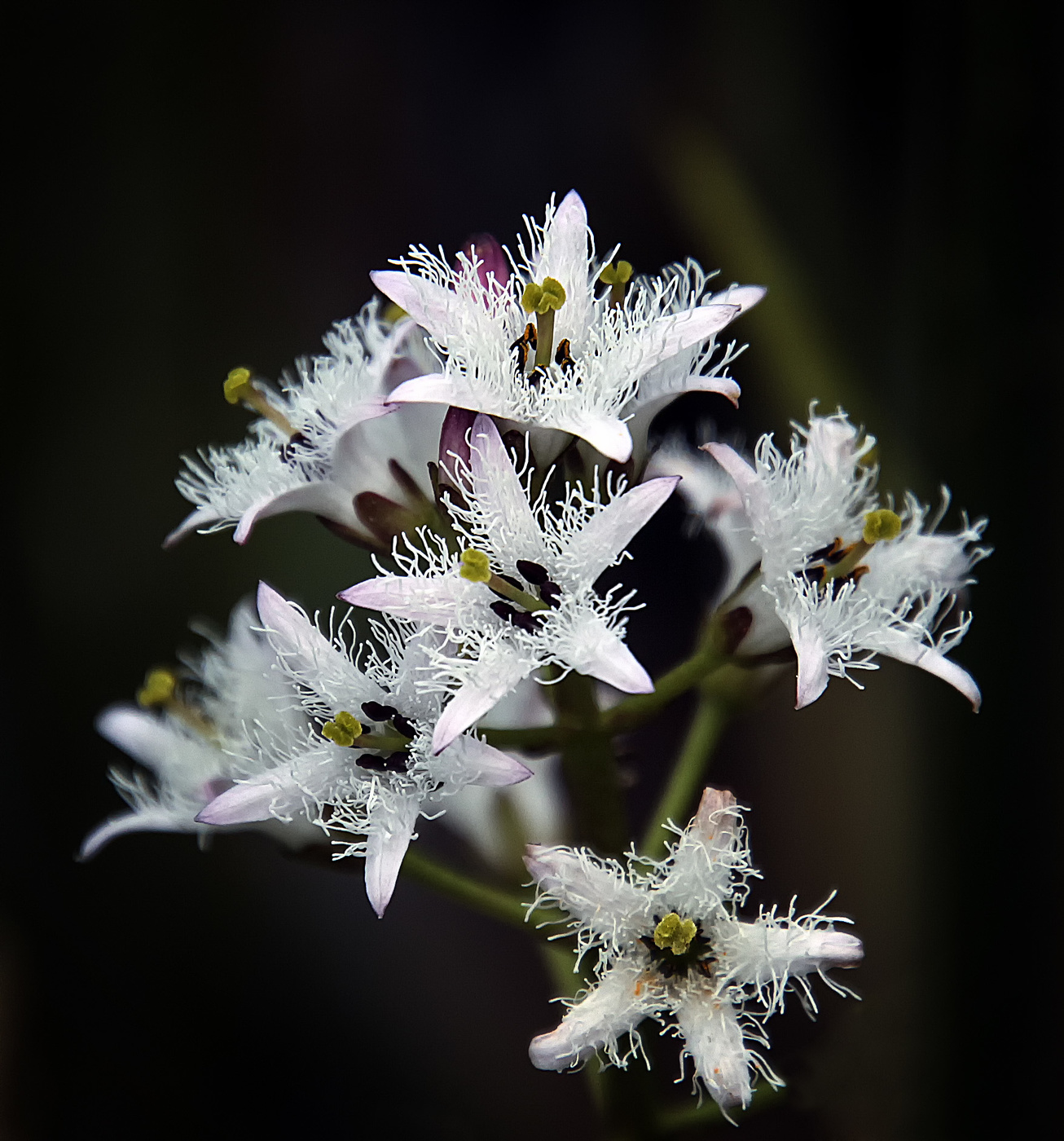 Вахта трёхлистная