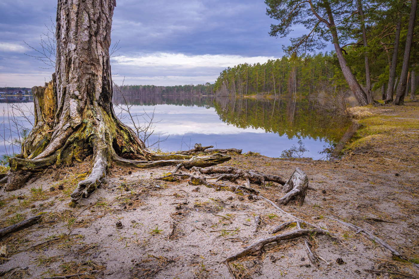 На берегу Снетковское озера. Апрель 2024.