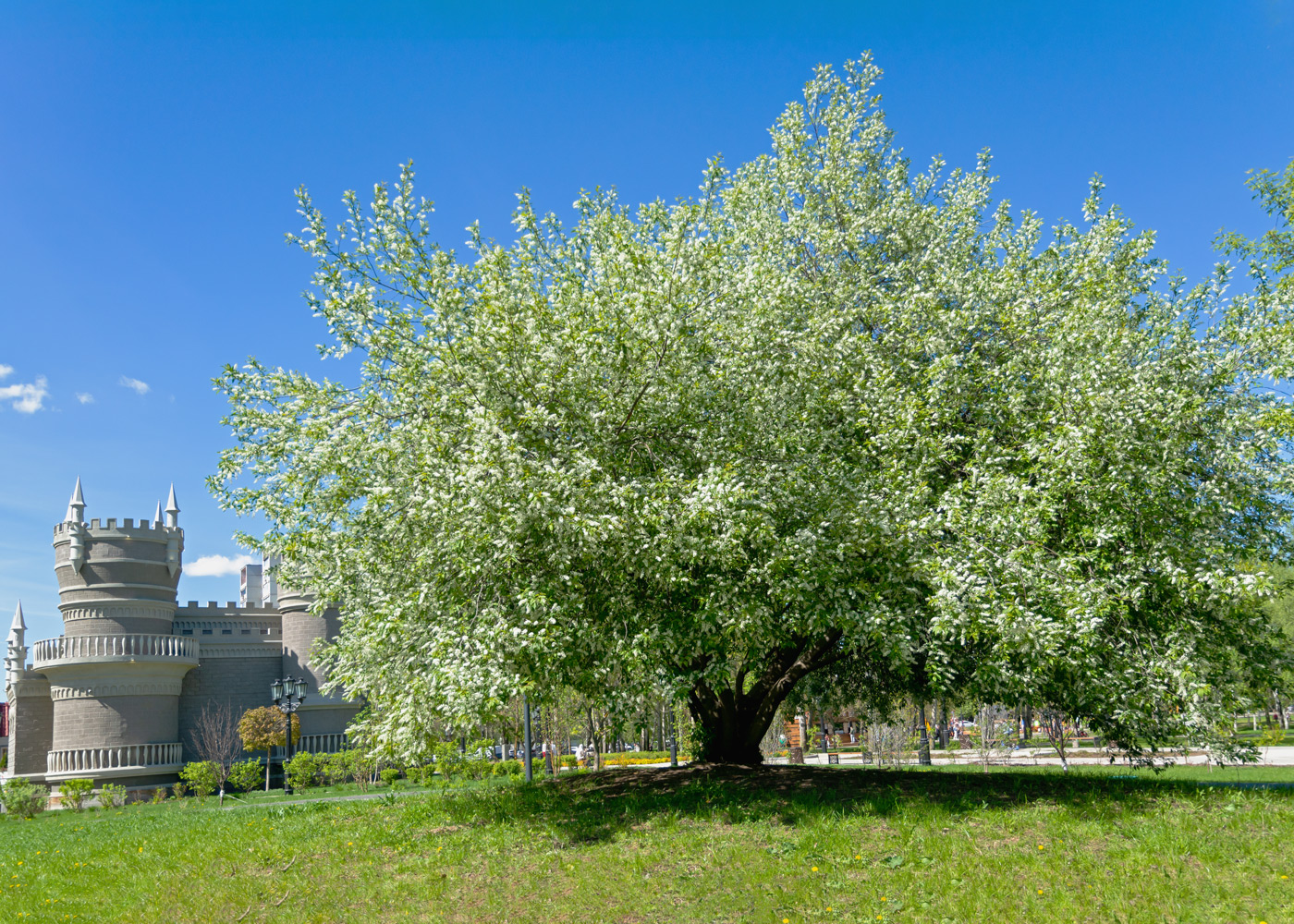 и черёмух серебренный иней...