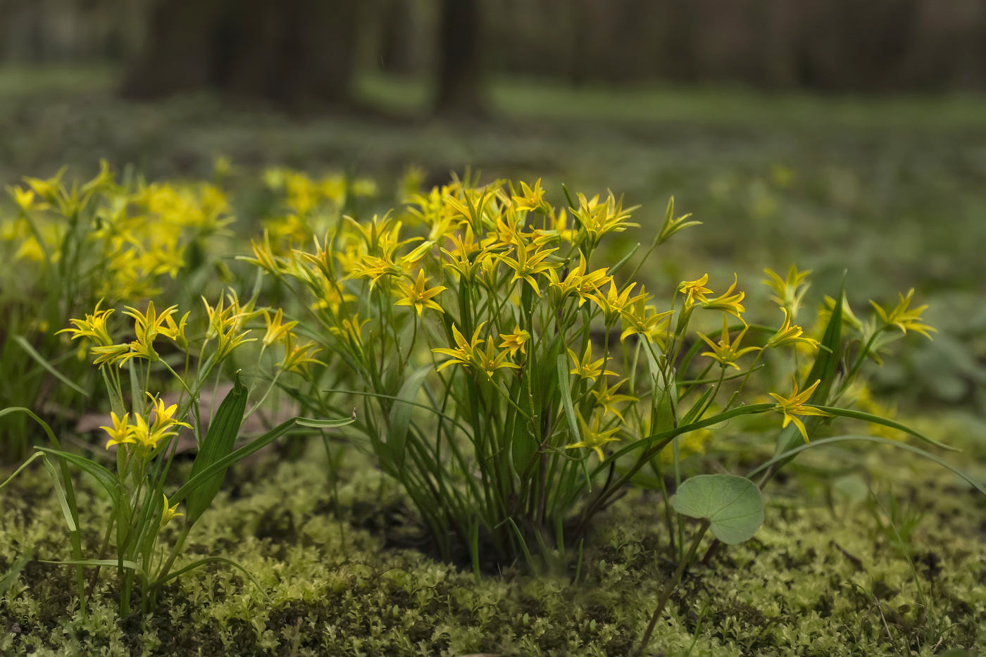 Гусиный лук