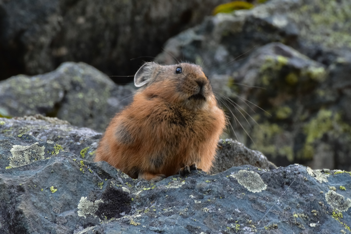 Пищухи на Алтае