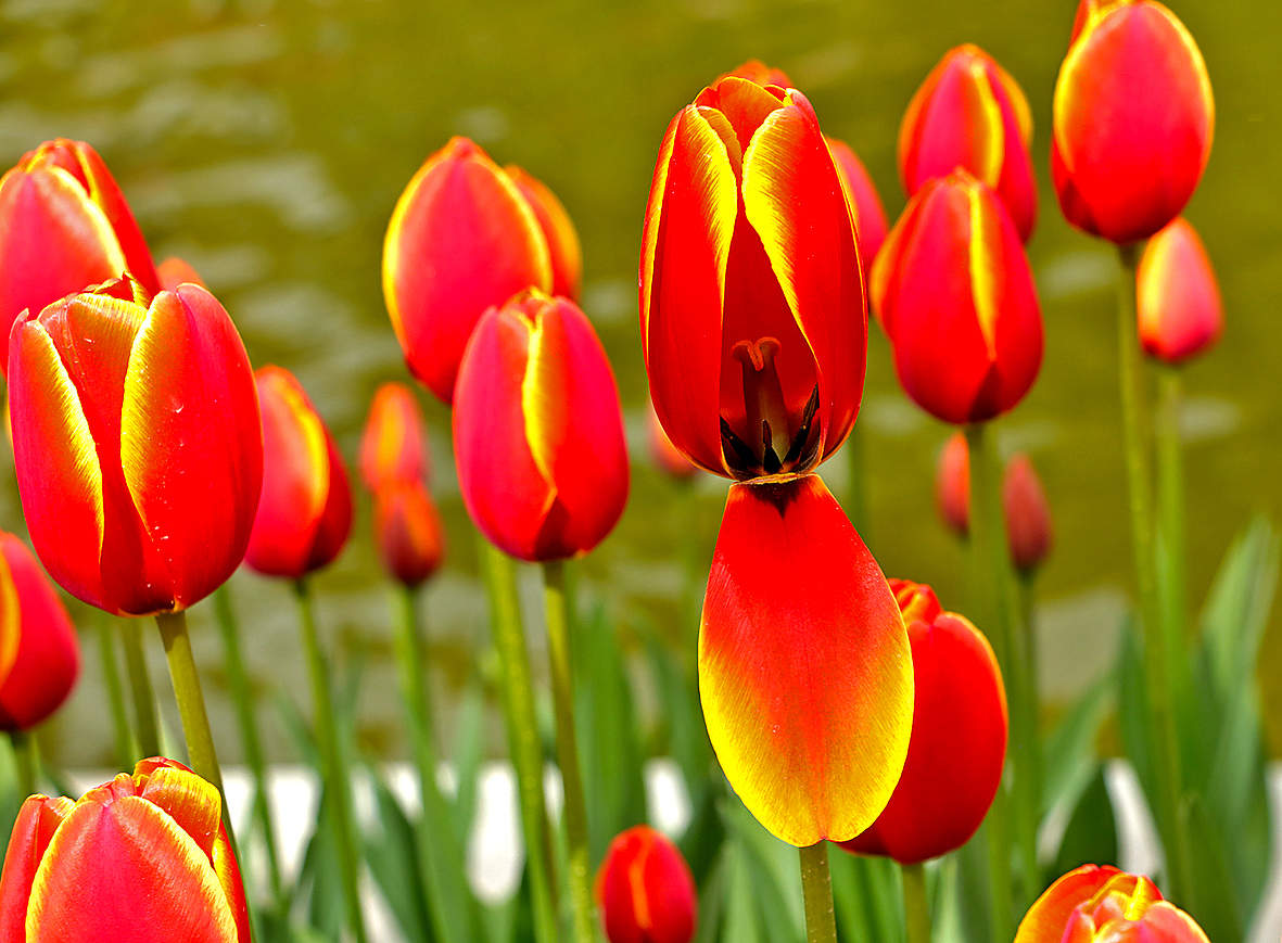 Тюльпаны Аптекарского