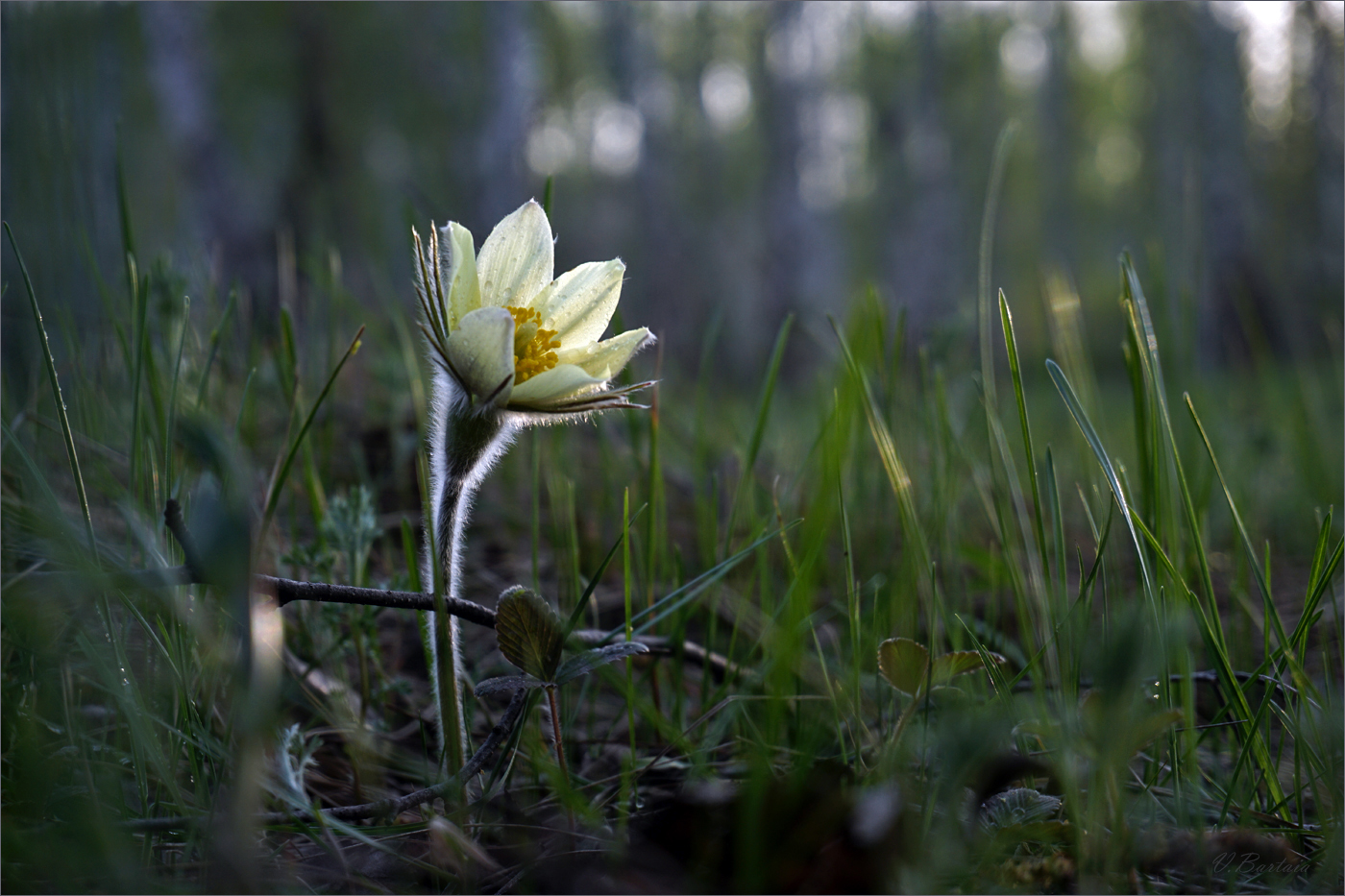 Я здесь такой один