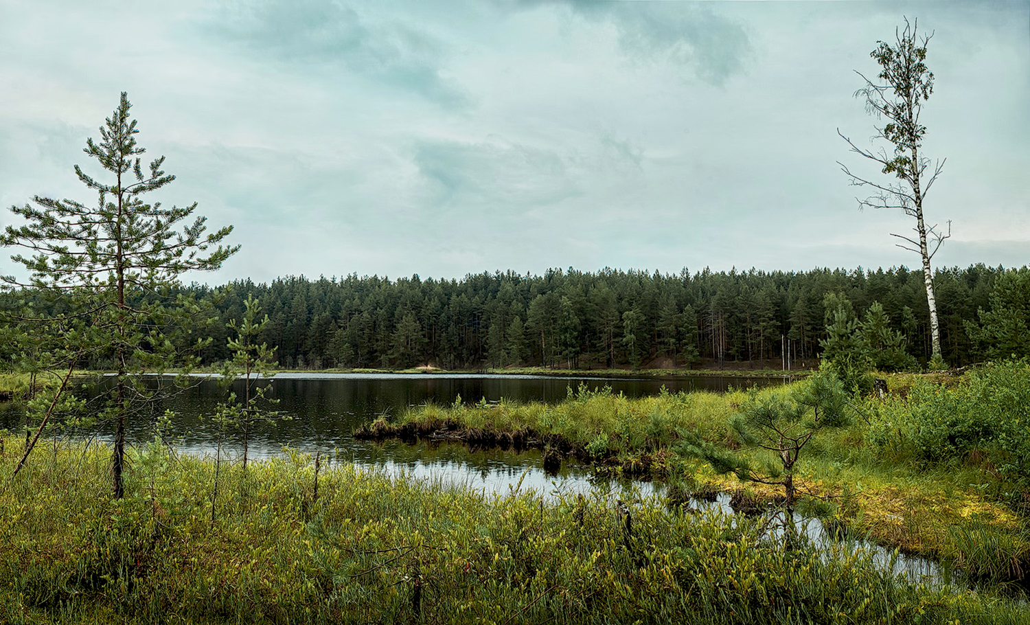 Дождливый лес.