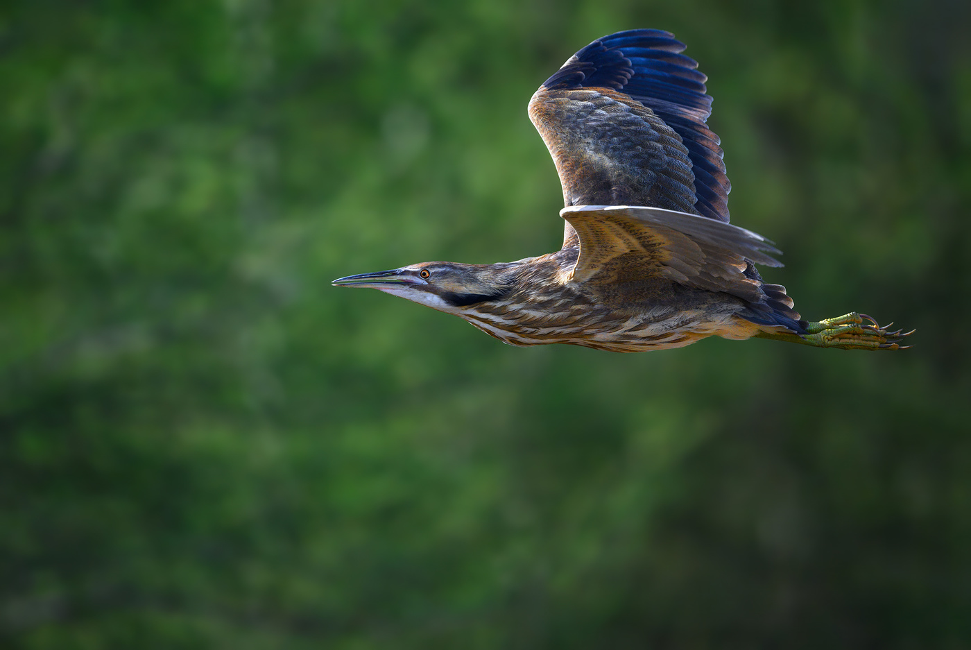 American bittern