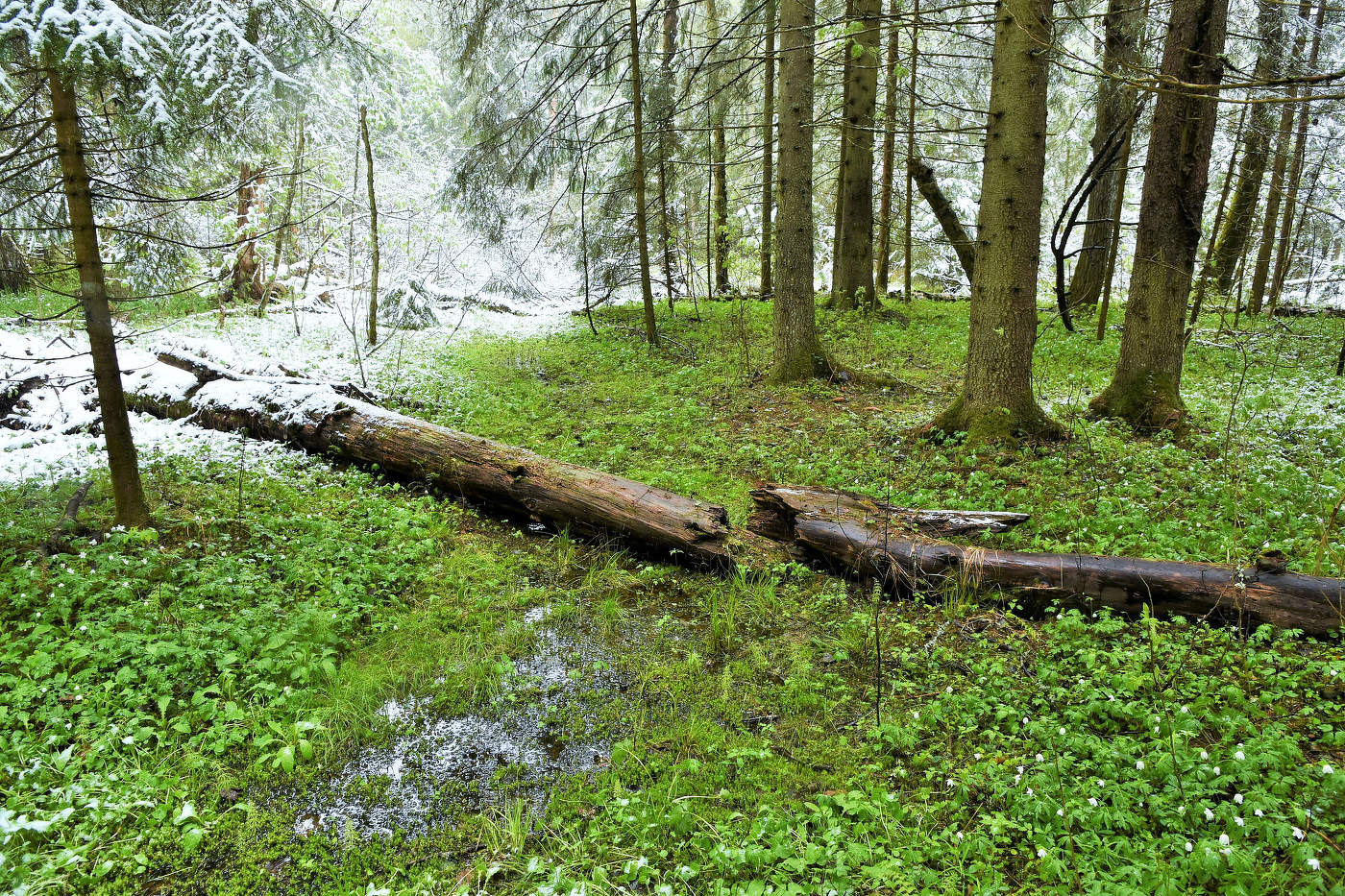 Майские метаморфозы ...