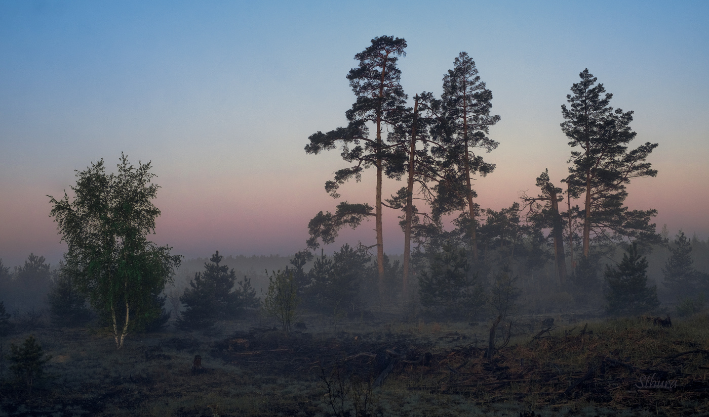 Вот такой утренний лес.