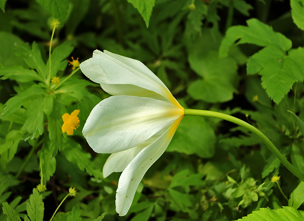 Что головушку повесил?..