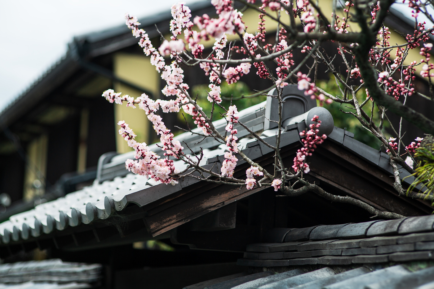 Сакура в Наре