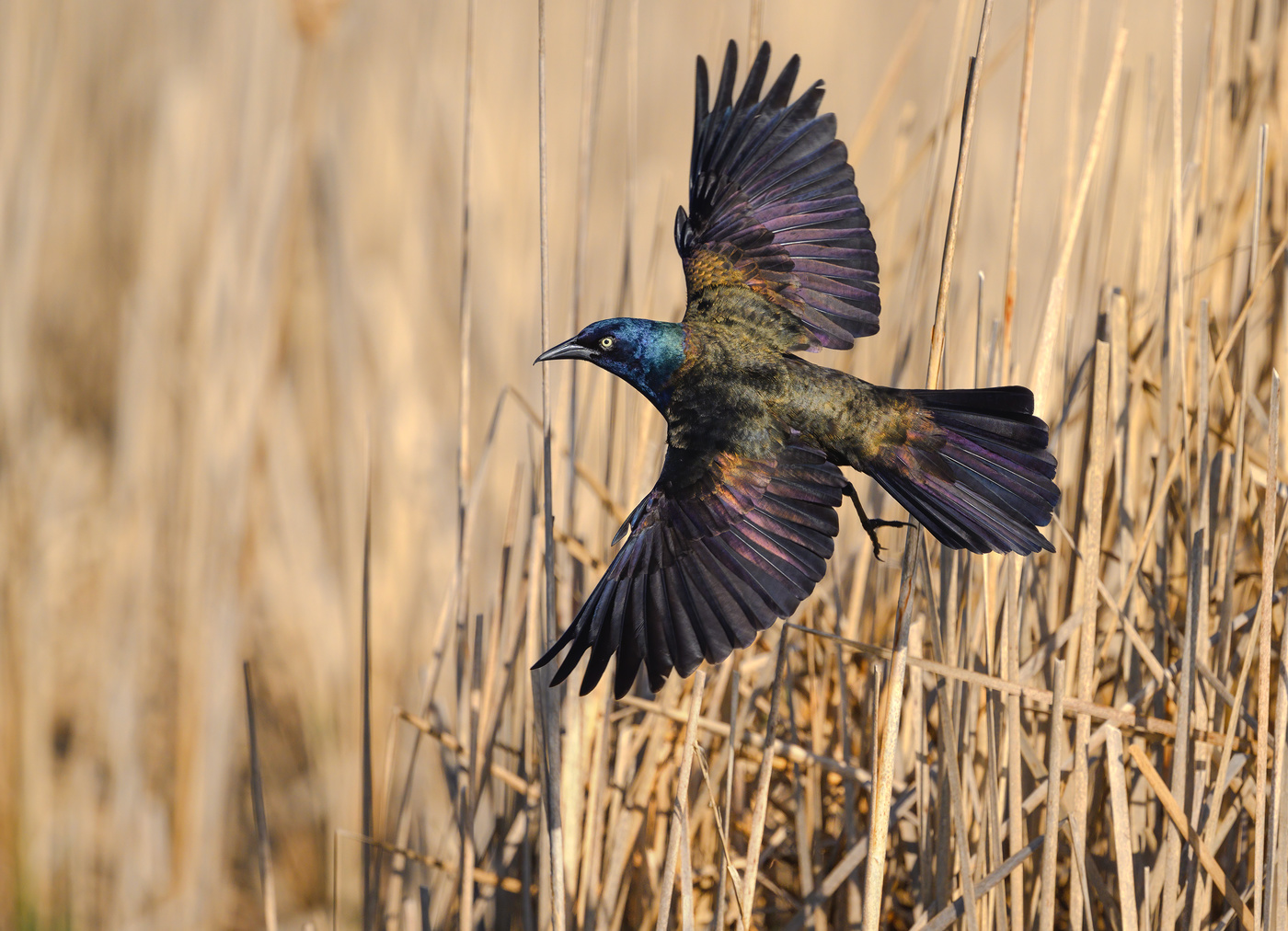 Common Grackle (m)