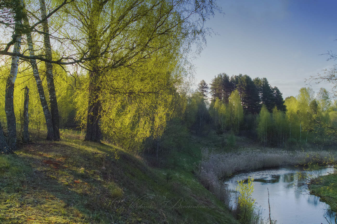 Солнечная берёзка