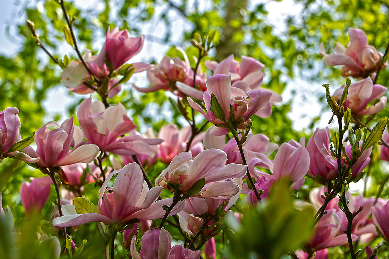 Цветение магнолии