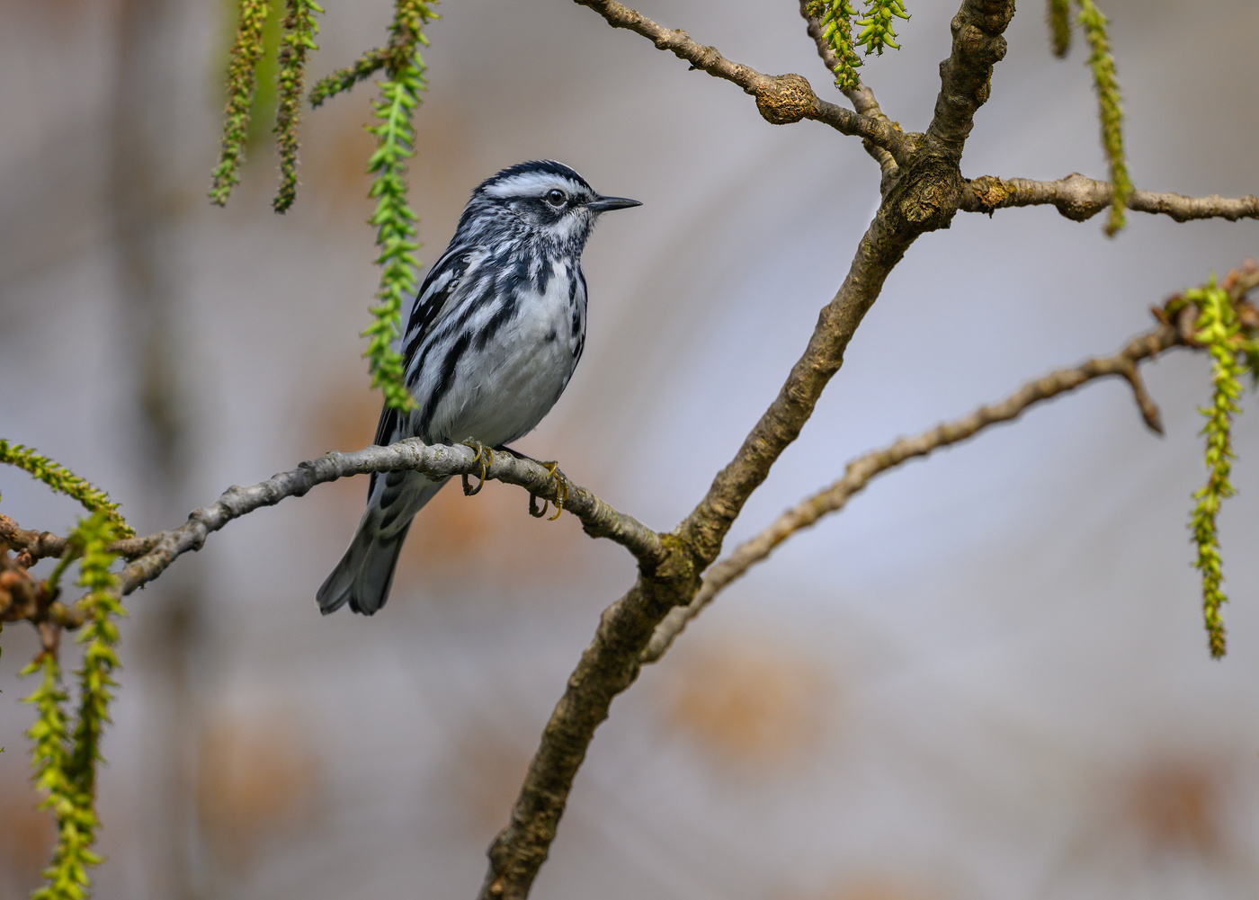 Black-and-white warbler