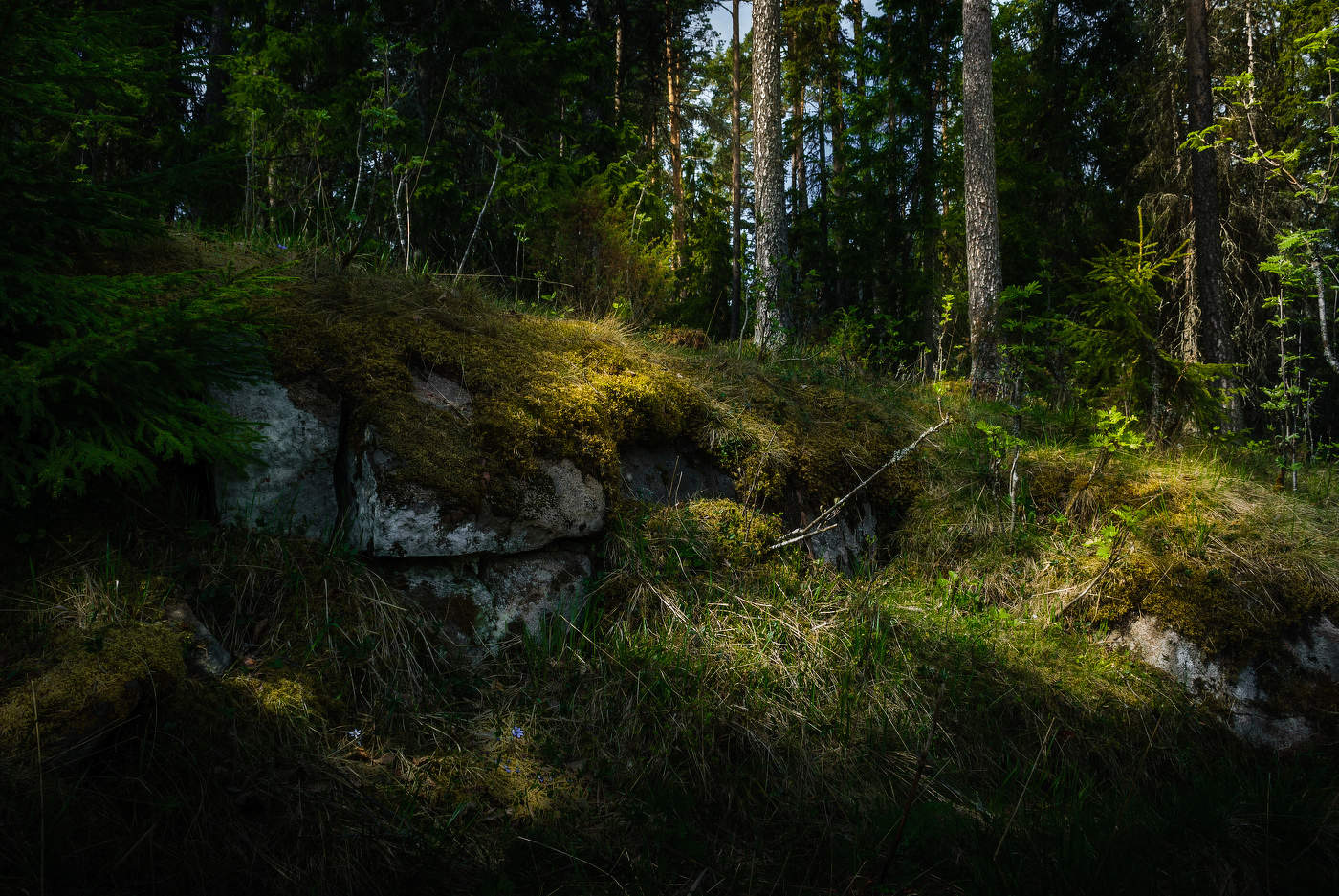 Sakrament des Waldes