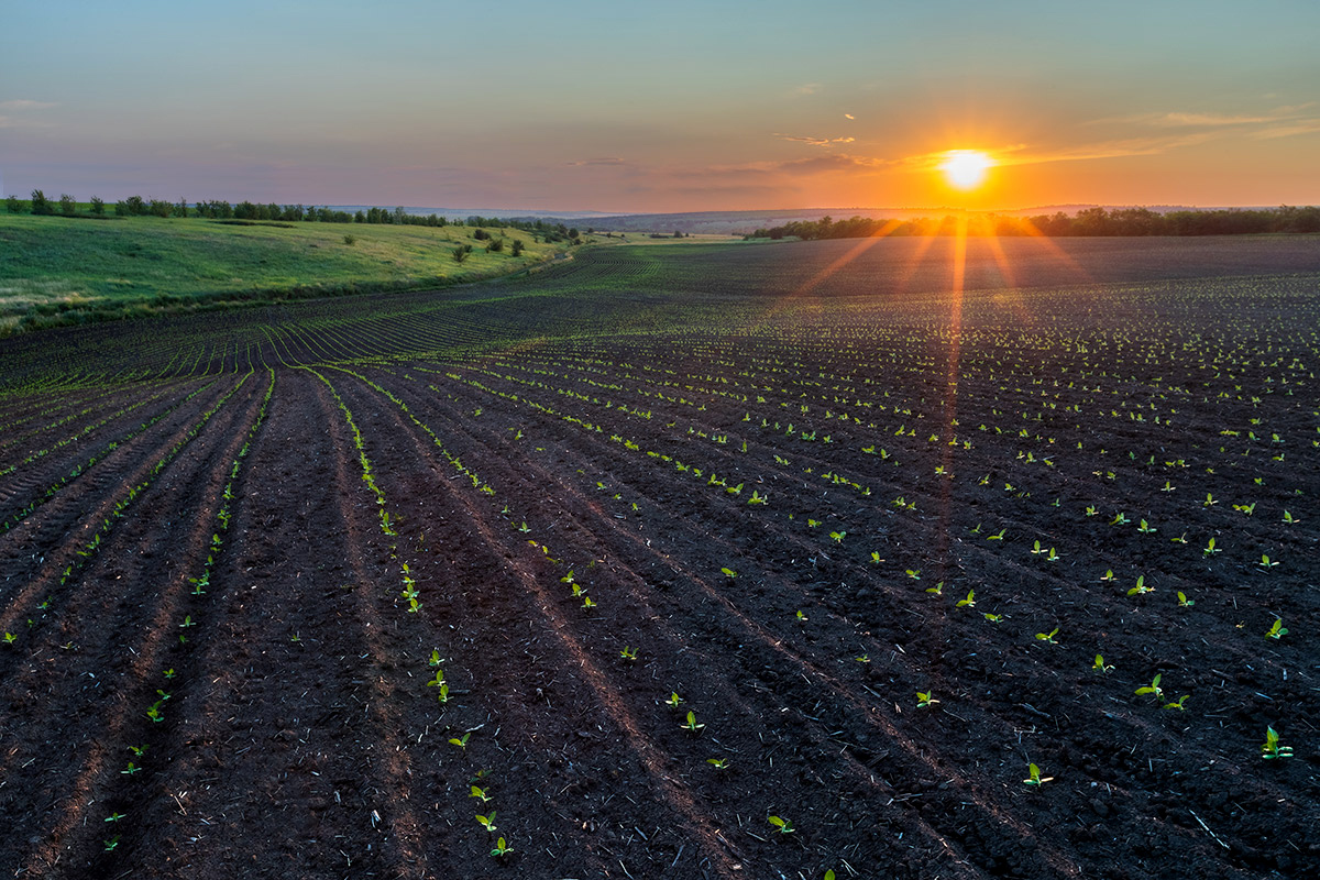 Всходы на восходе