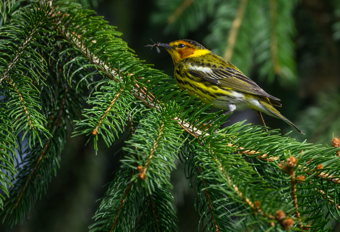 Cape May warbler
