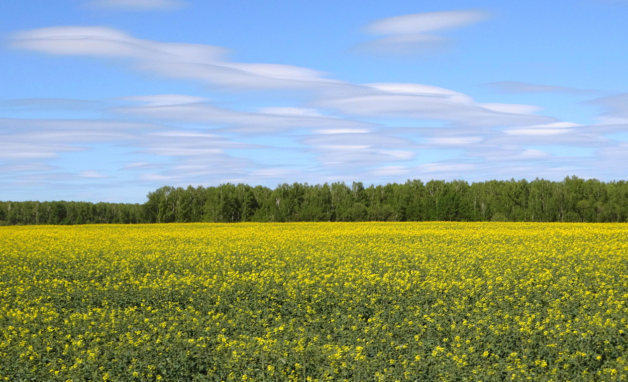 Рапсовое поле в цвету