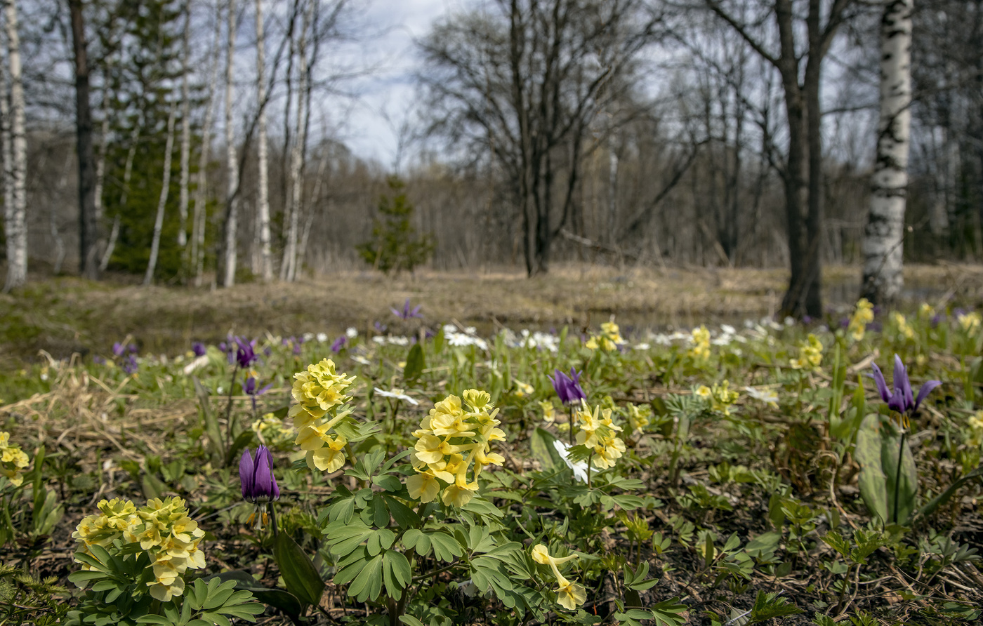 Первоцветы...
