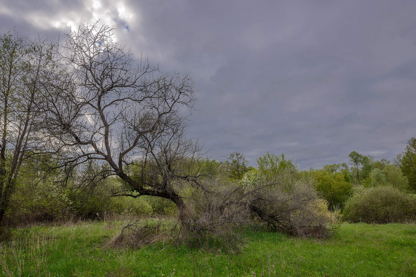 Про дерево...