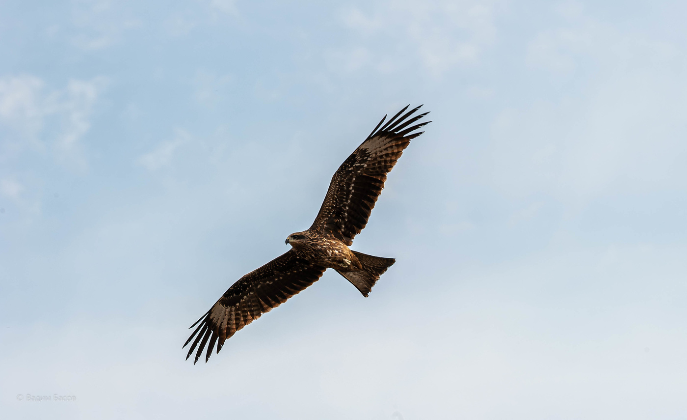 Коршун в полете черный.