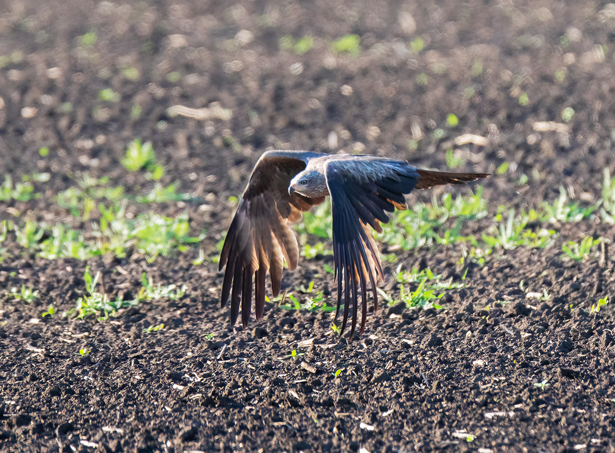 Бреющий полёт