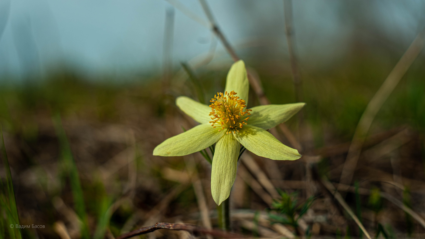 Цветок прострел.