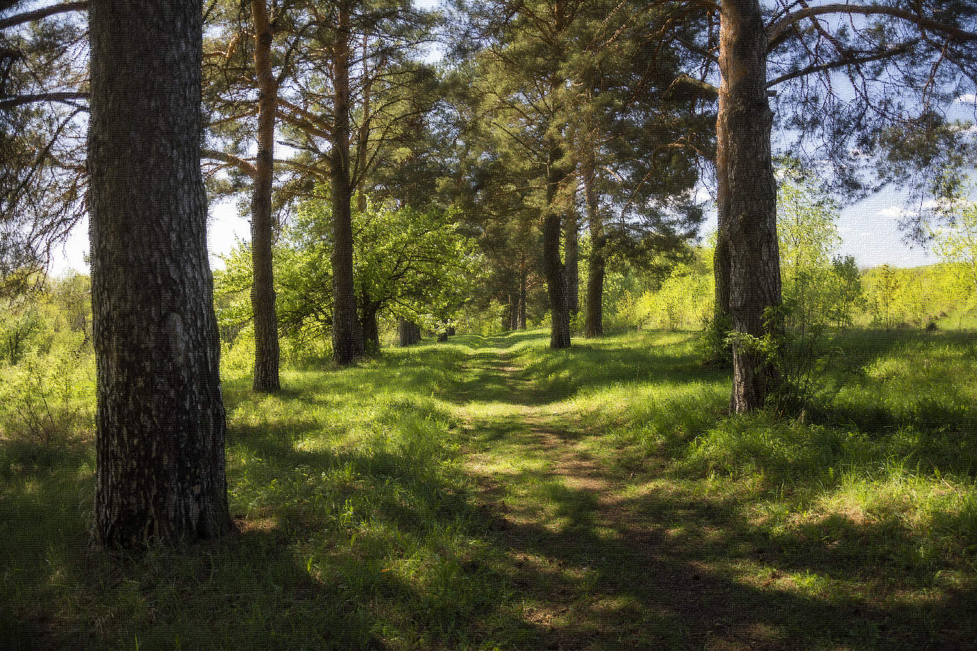 Сосновая аллея.
