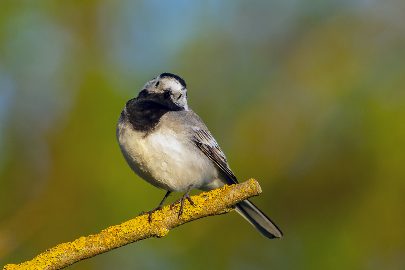 удивляется