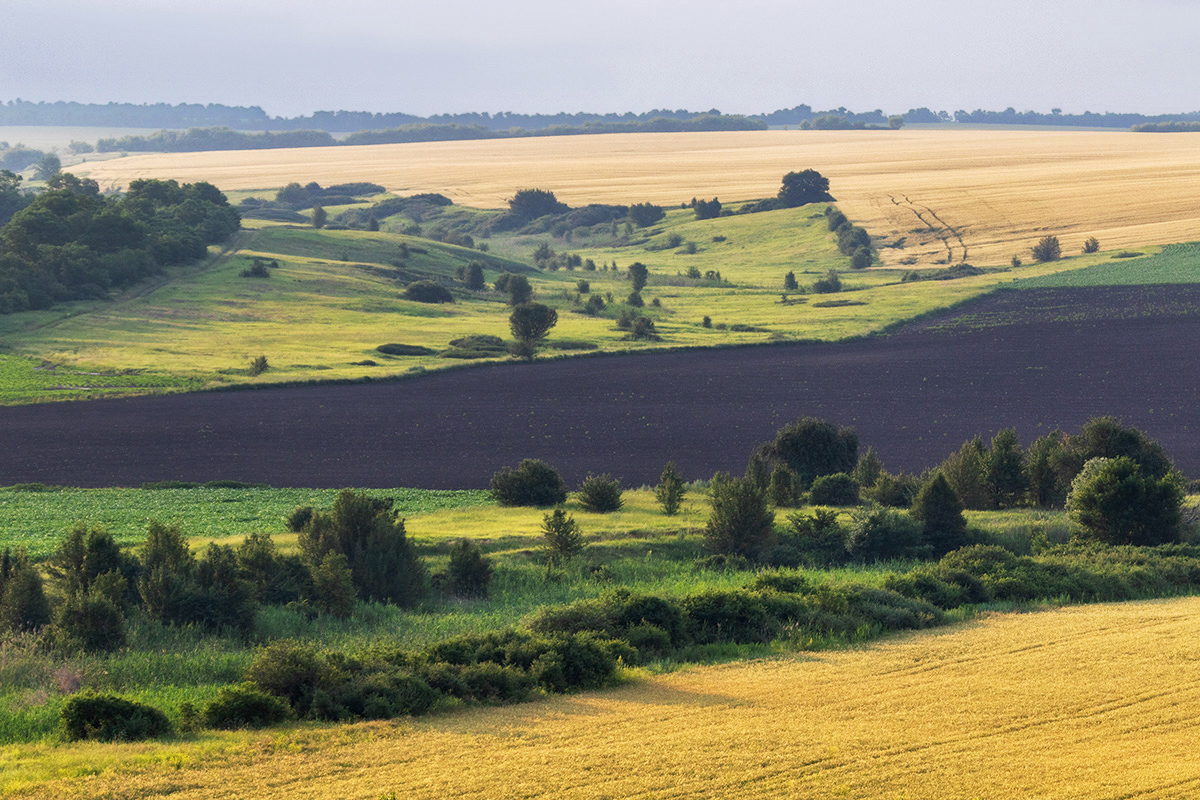 Родные просторы
